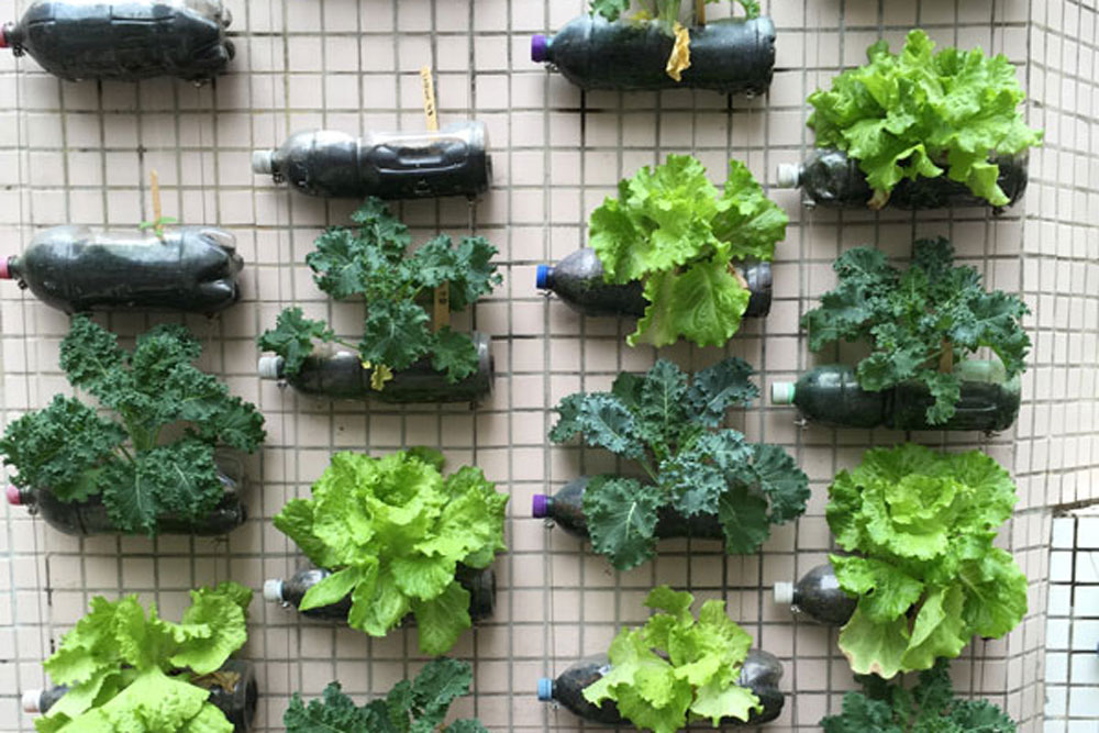 Salads on the edible wall at Hong Kong Baptist University