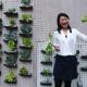 Daisy Tam and her vertical allotment at Baptist University